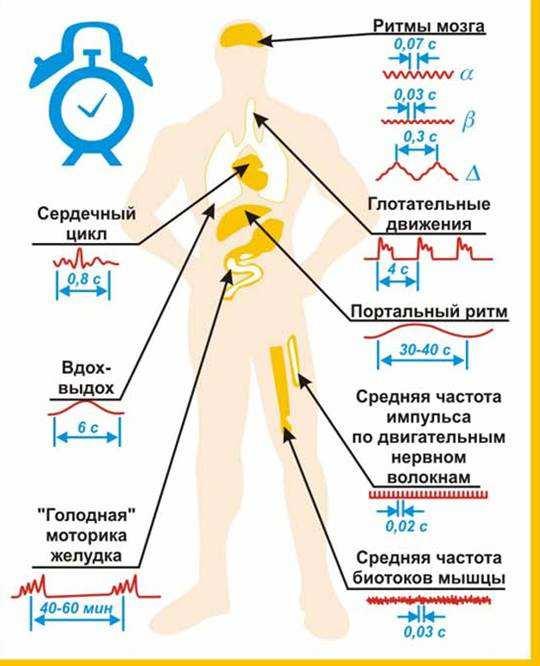 Анальная крем-смазка Биоритм АСС, на силиконовой основе, 50 мл LB-50002 - Биоритм - Анальные смазки - Купить