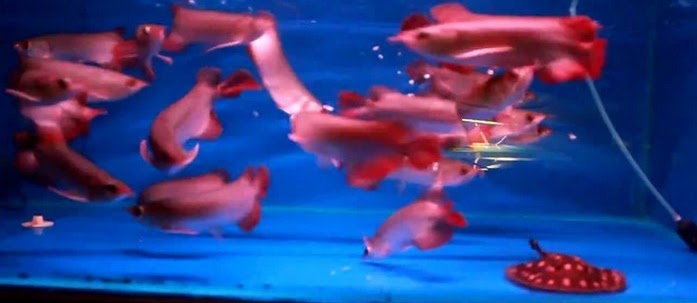 Ini Dia Harga Anakan Ikan Arwana Super Red