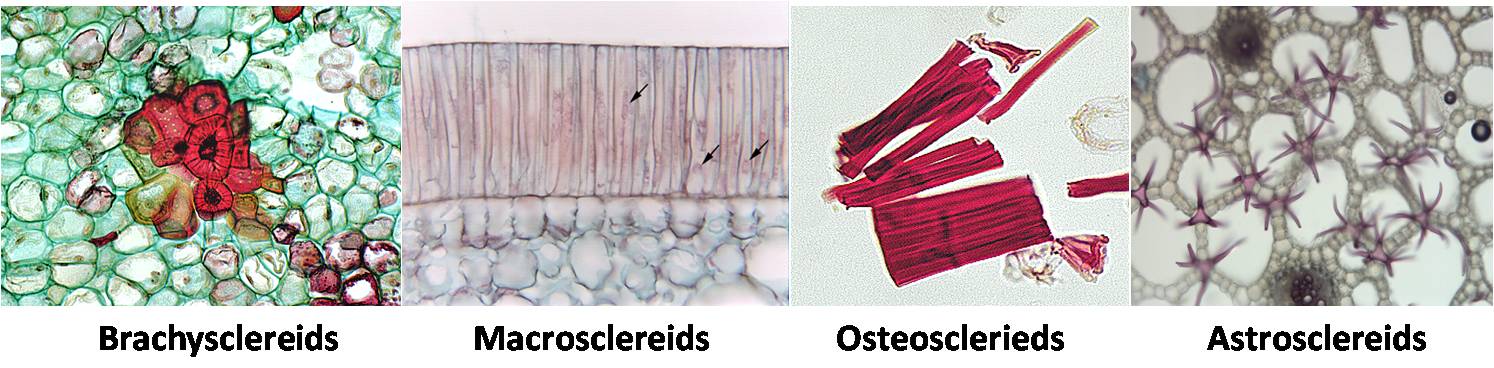 Image result for types of sclerenchyma fibres