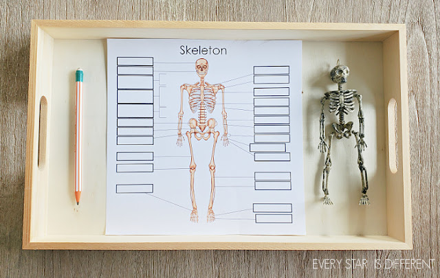 Skeleton Bone Labeling Activity