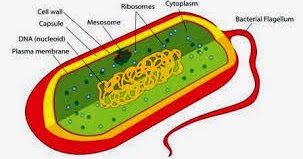 helmintojás és protozoa a székletben