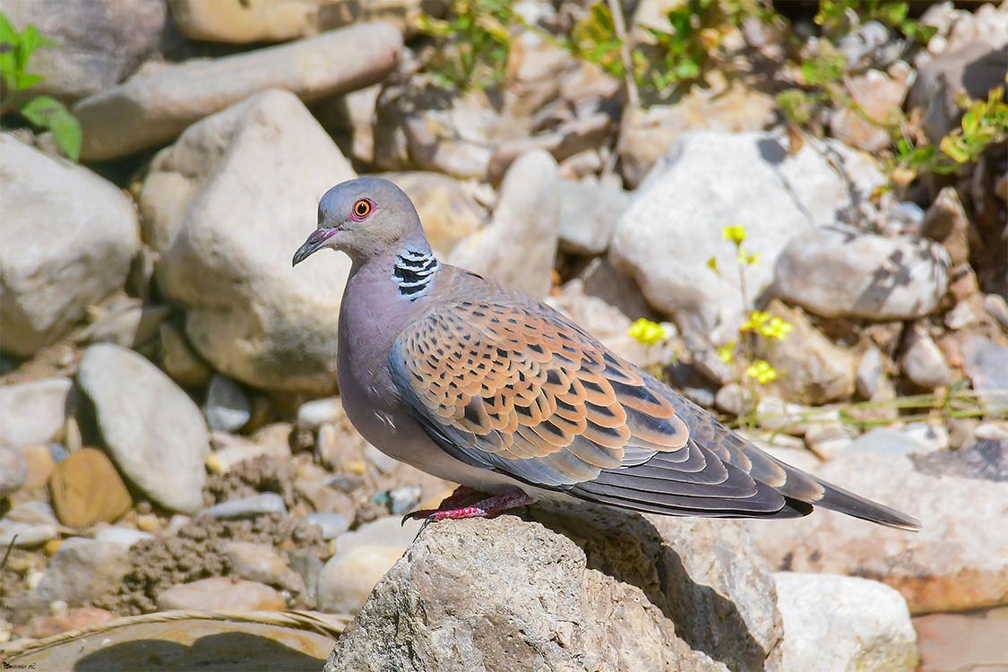 Objetivo Naturaleza Viva Tórtola europea (Streptopelia turtur)