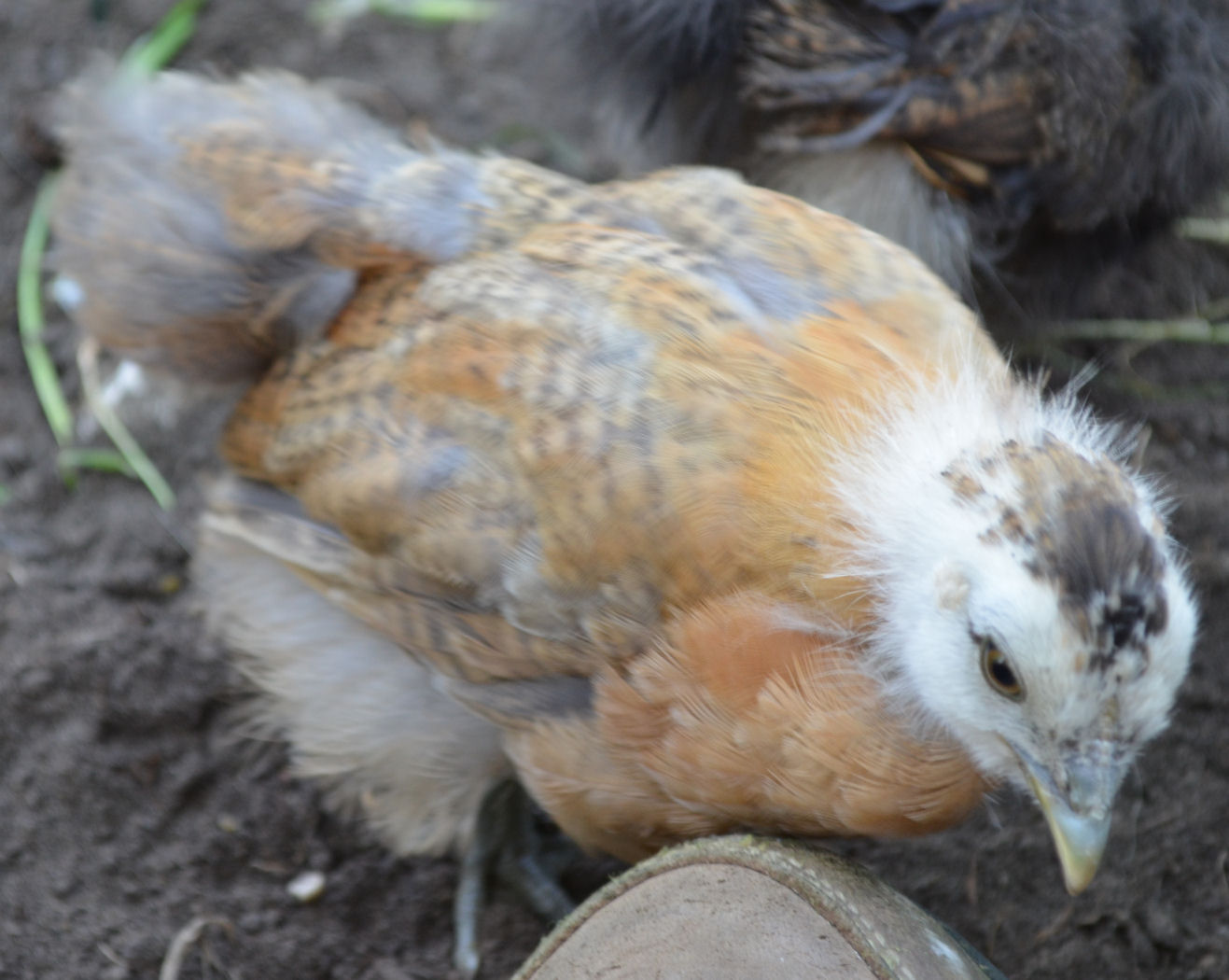 De moestuin en het Kippenhuis Zyanhoentjes Deel 13