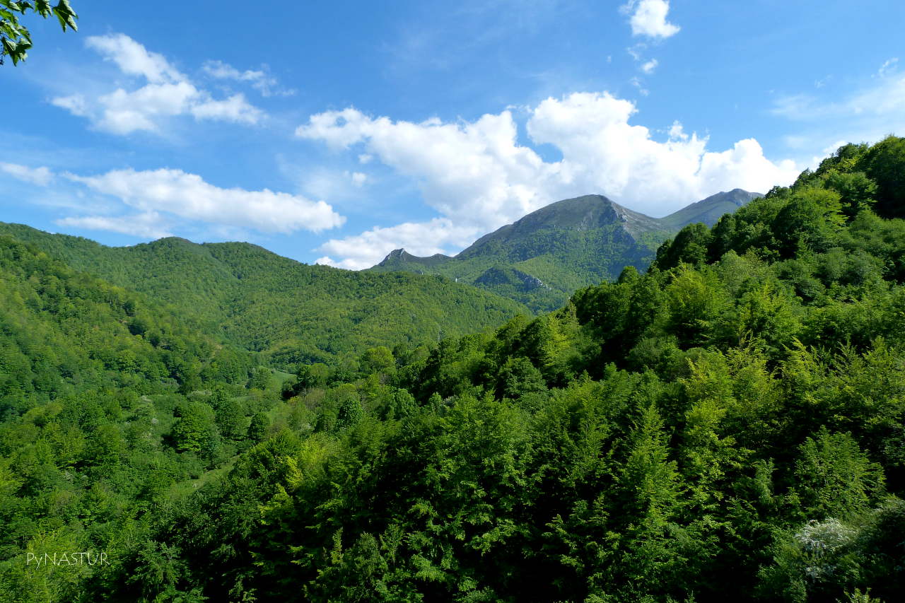Hayedo de La Vallinona visto desde Lindes Hayedo de La Vallinona visto desde Lindes