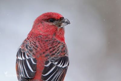 Macho de camachuelo picogrueso - Pine grosbeak male - Pinicola enucleator. Los detalles del borde de las cobertoras, de las secundarias y de las primarias son de color blanco que contrasta mucho con su plumaje haciendo unas líneas blancas y negras muy bonitas.