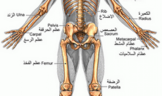 strengthen bones - تقوية العظام