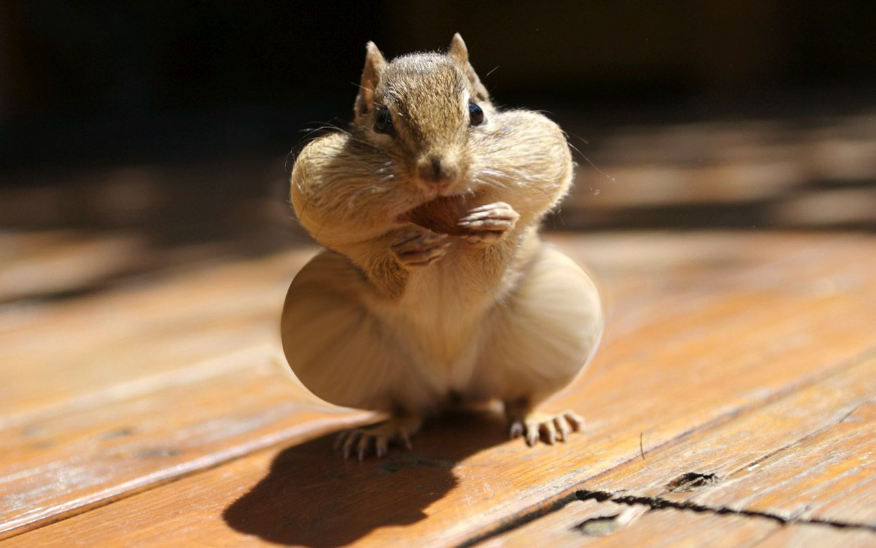 Stop The Nibbling More Than Useless stop-the-nibbling-more-than-useless