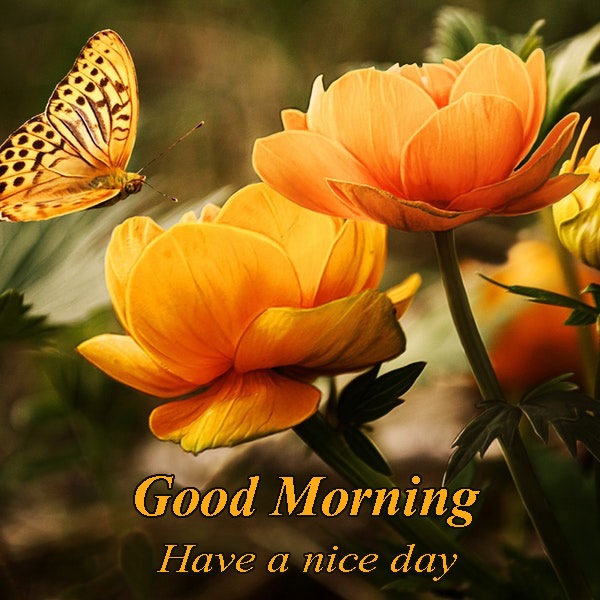 🙏🙏 30+ Good Morning Have a Nice Day Images make you Happy | God Wallpaper