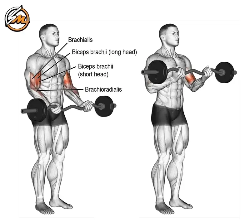 Top 5 Best Bicep Exercises For Massive Arms