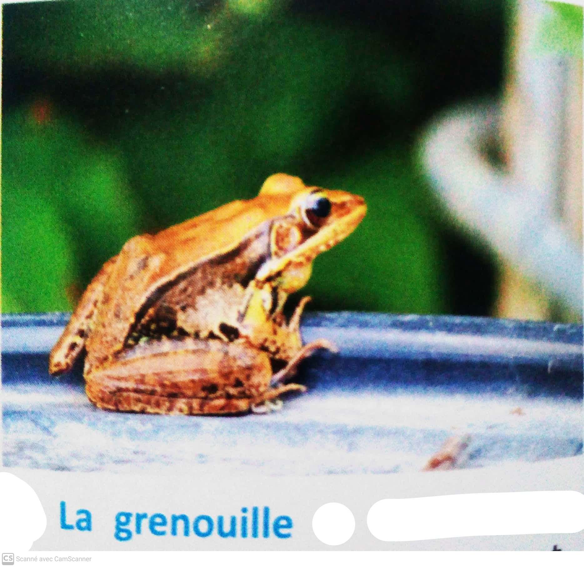 Les relations alimentaires dans un milieu naturel et les
