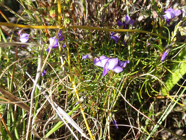 Viola decumbens