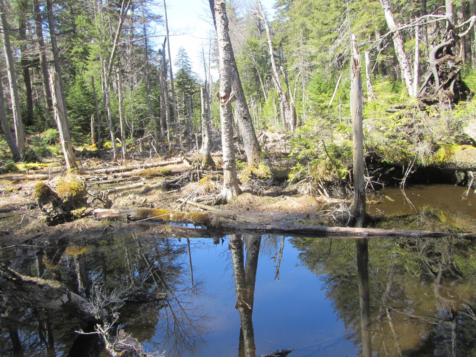 Tomcat's Outdoor Adventures Hiking the Floodwood Loop