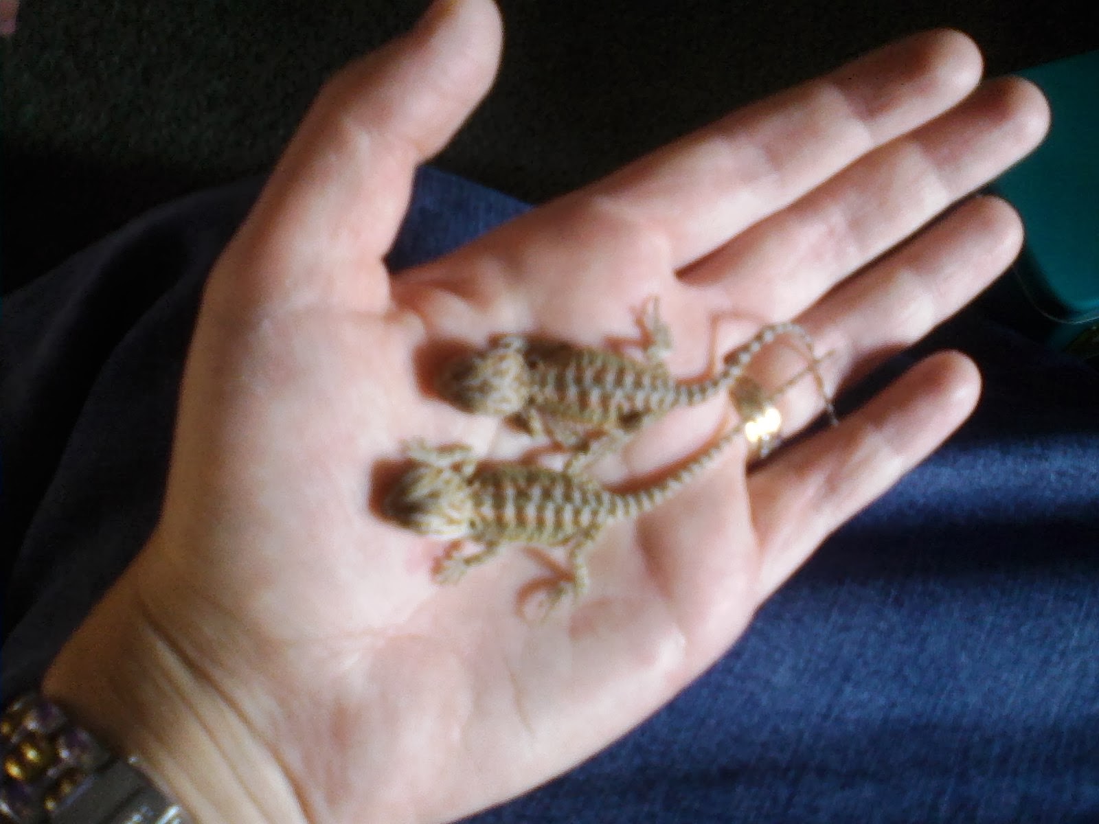 bearded dragon impacted femoral pores bearded dragon impacted femoral pores