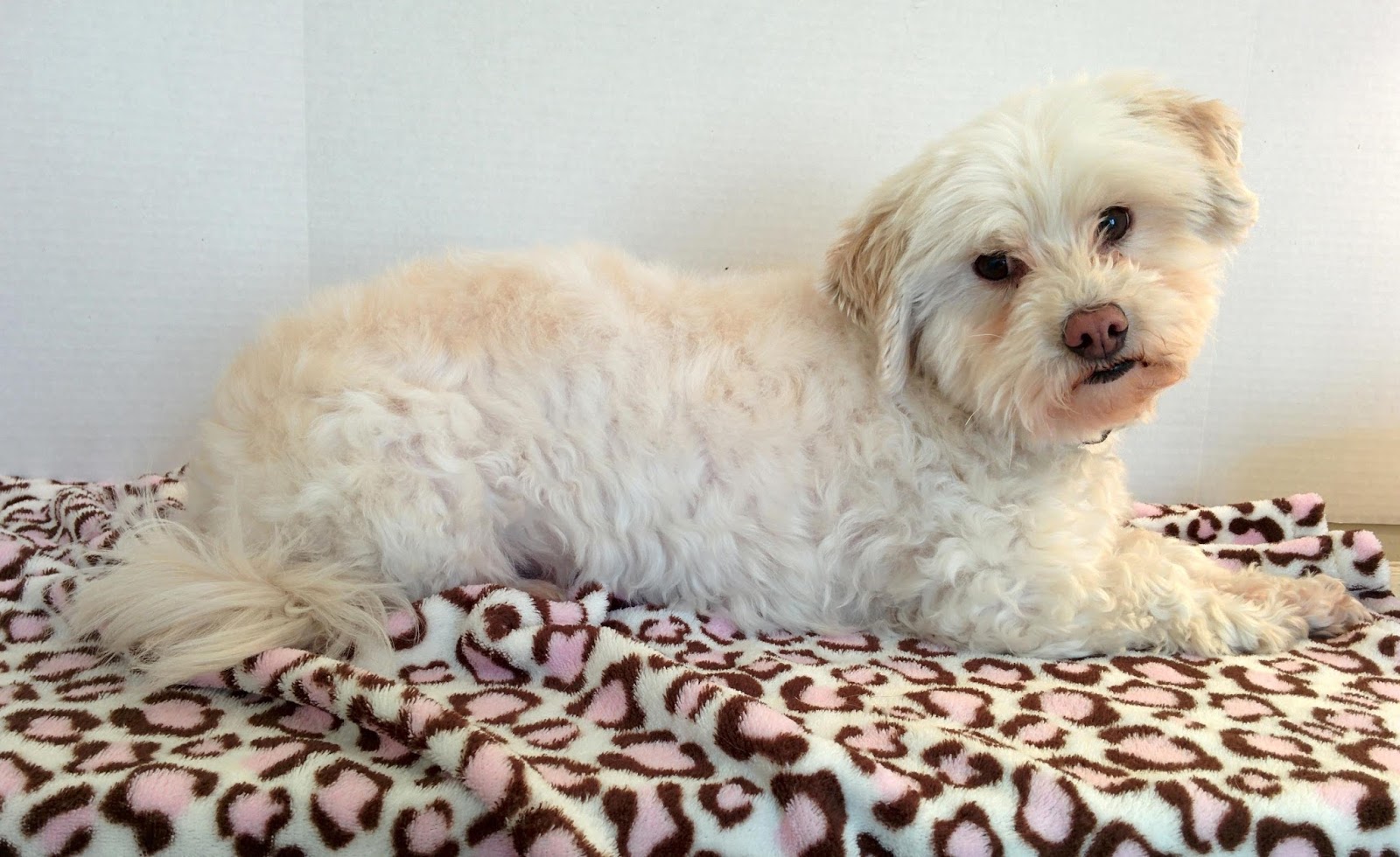 Dogs Luv Us and We Luv Them Bathe Dogs Naturally With BVH PET CARE