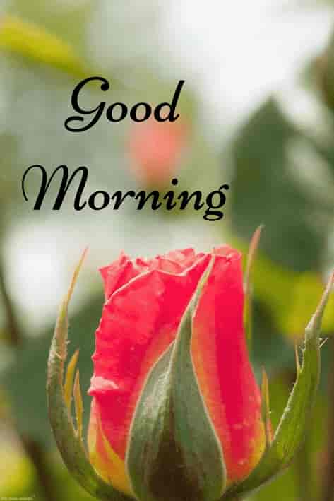 Best Good Morning HD Images, Wishes, Pictures and Greetings