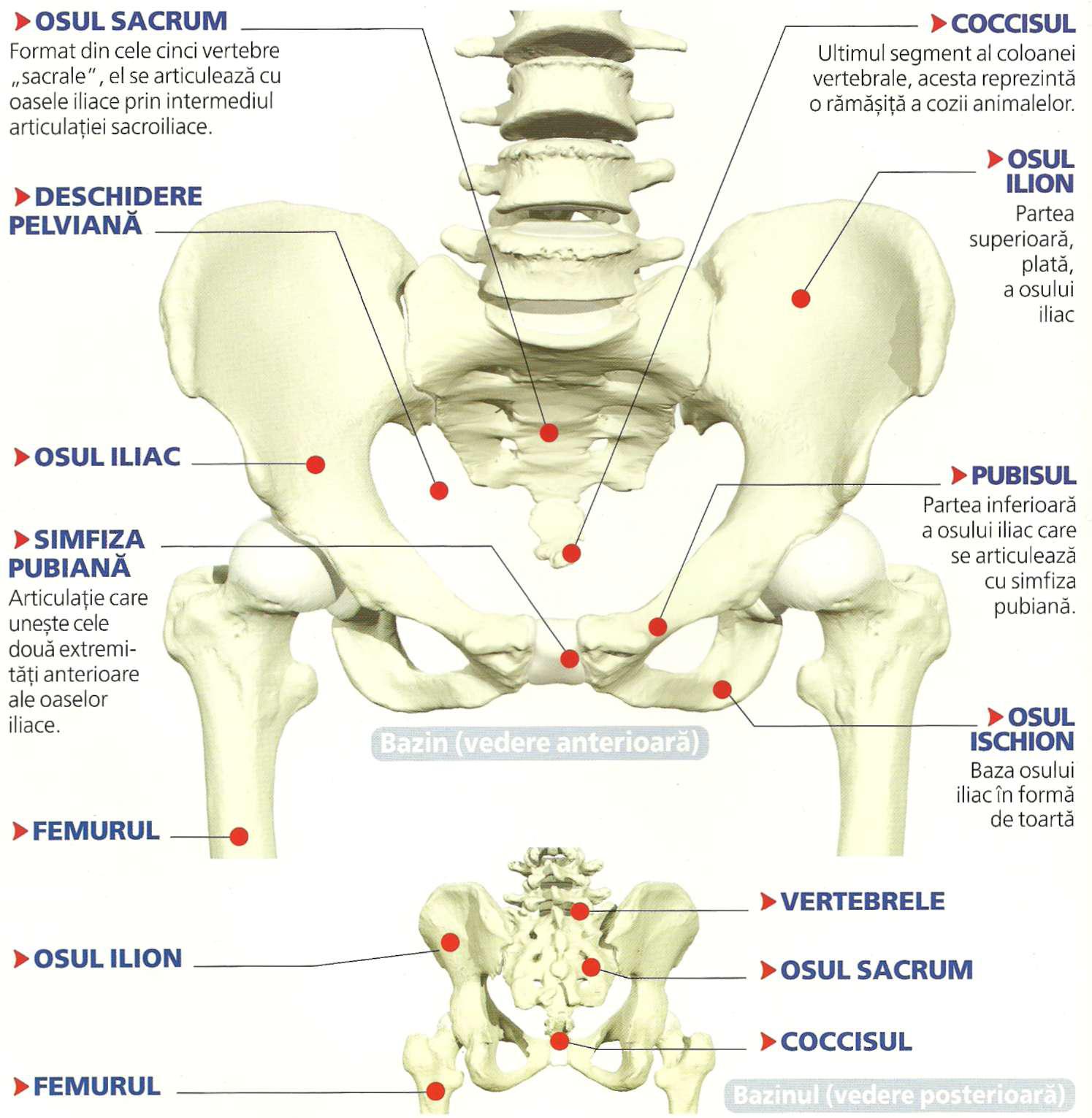 articulatiile anatomie tratament întârziat la formarea șoldului