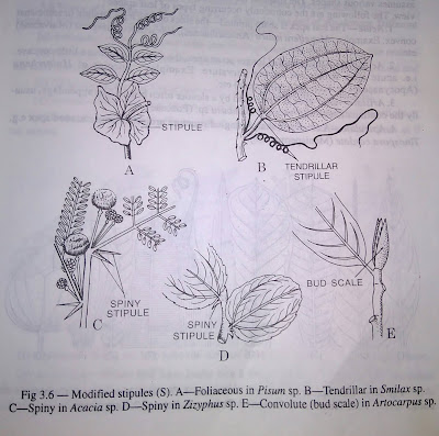 葉：茎、茎、および様々な葉の頂部の構造-digieduco
