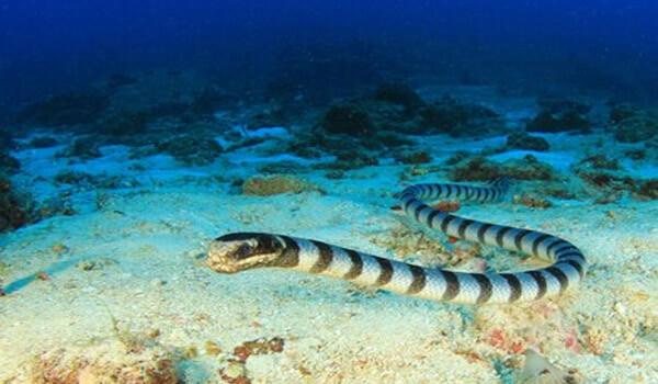 Belcher’s sea snake