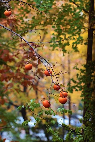 persimmon grow growing plant trees seed persimmons everything garden