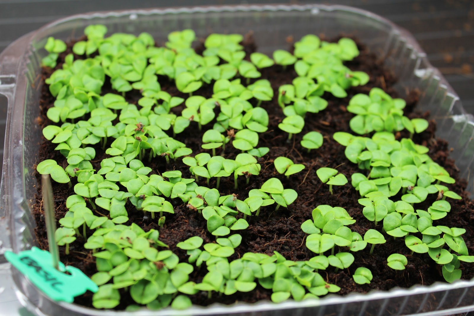 Food Garden Recipes Cilantro, Radish and Basil Microgreens