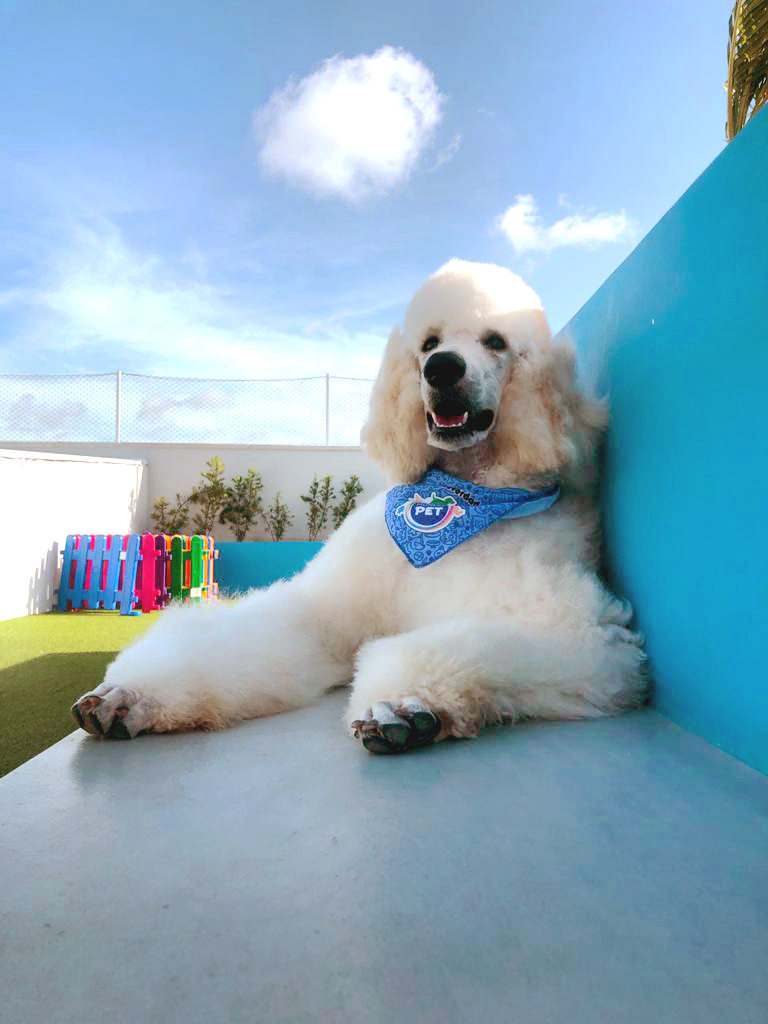 Mundo Pet Homenageiam Wesley Safadao E Cleopatra
