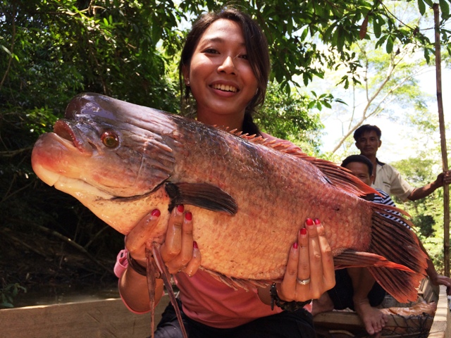 Gagahnya Ikan Kaloi, Atau Yang Oleh Masyarakat Dayak Berusu Dinamakan