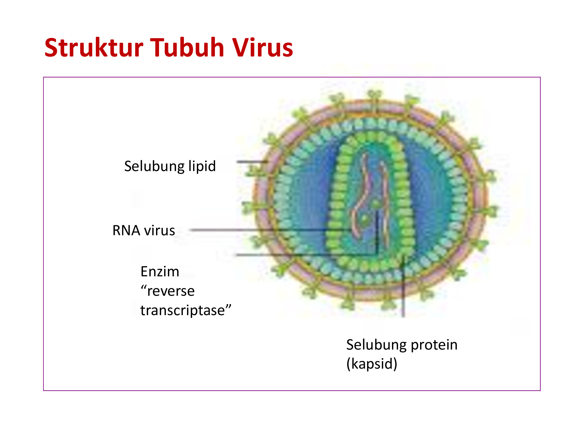 F virus. Белковый капсид вируса на рисунке обозначен цифрой. Вирус Сендай капсид. RNA viruses. Био вирус Воронеж.
