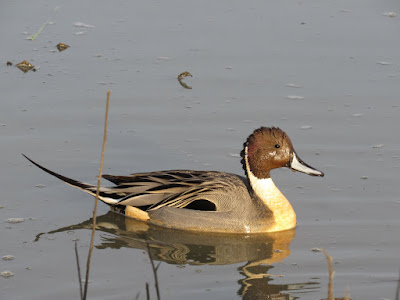 northern california ducks birds birding birdwatching