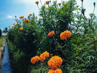 Beautiful Orange Flowers Of Marigold Plants Grow Fresh Along Side Irrigation Channel At The Village North Bali Indonesia