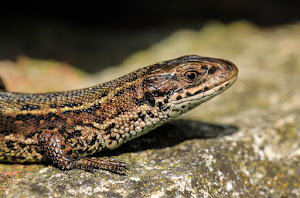 Common Lizard