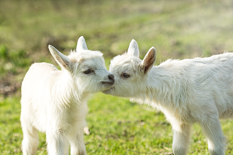 How to take care of newborn Goat Kids