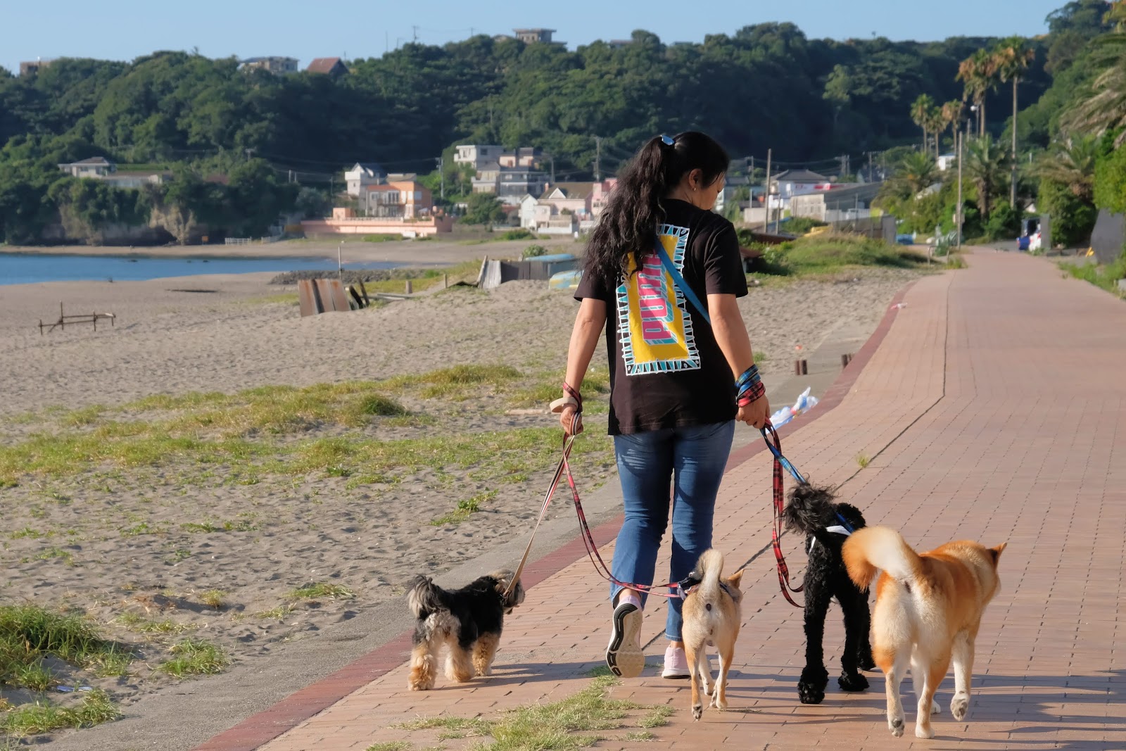 Pethotel11 お庭番のブログ 犬同士のじゃれ合いとケンカ