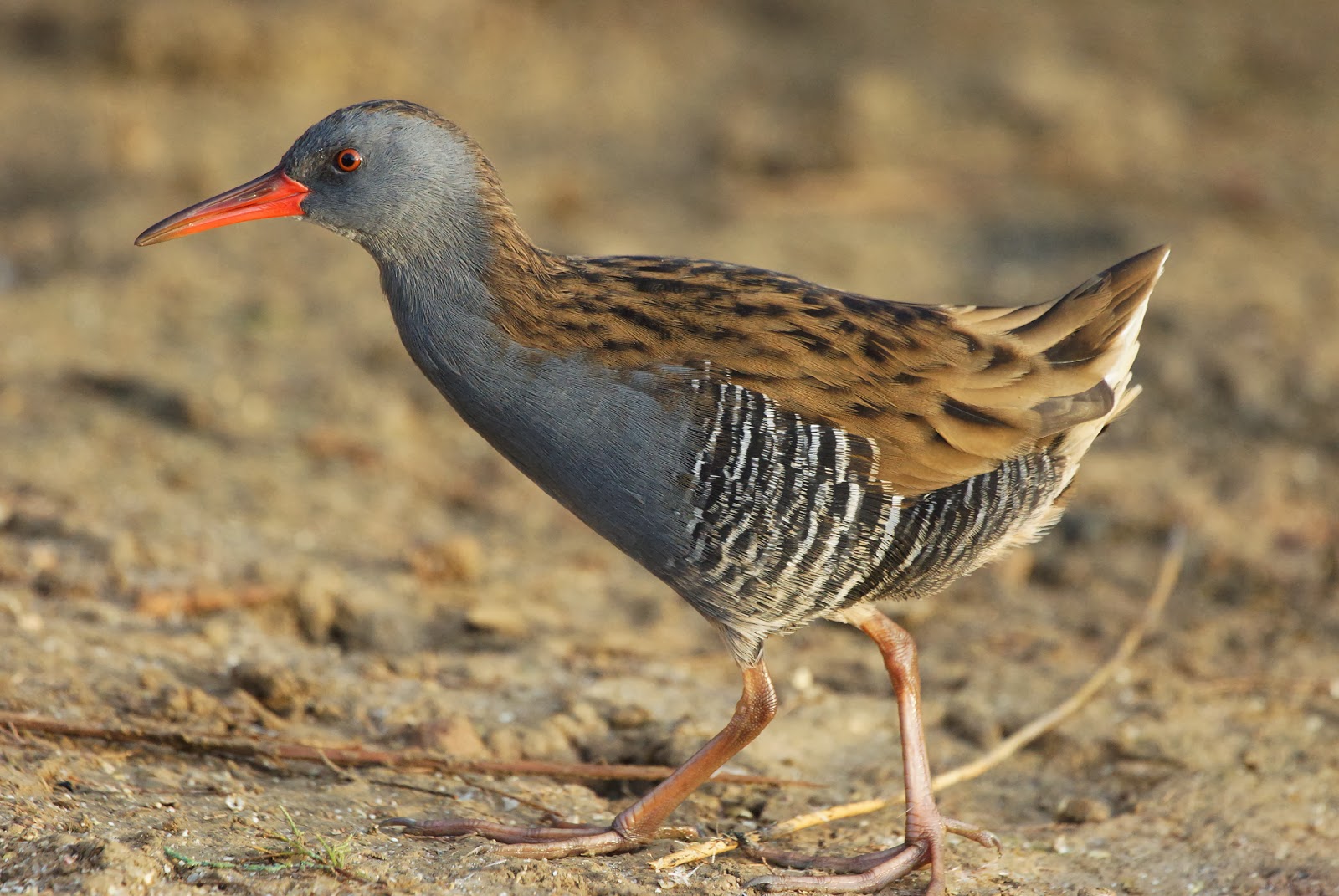 Pasión por las aves: Rascón común.(Rallus aquaticus)