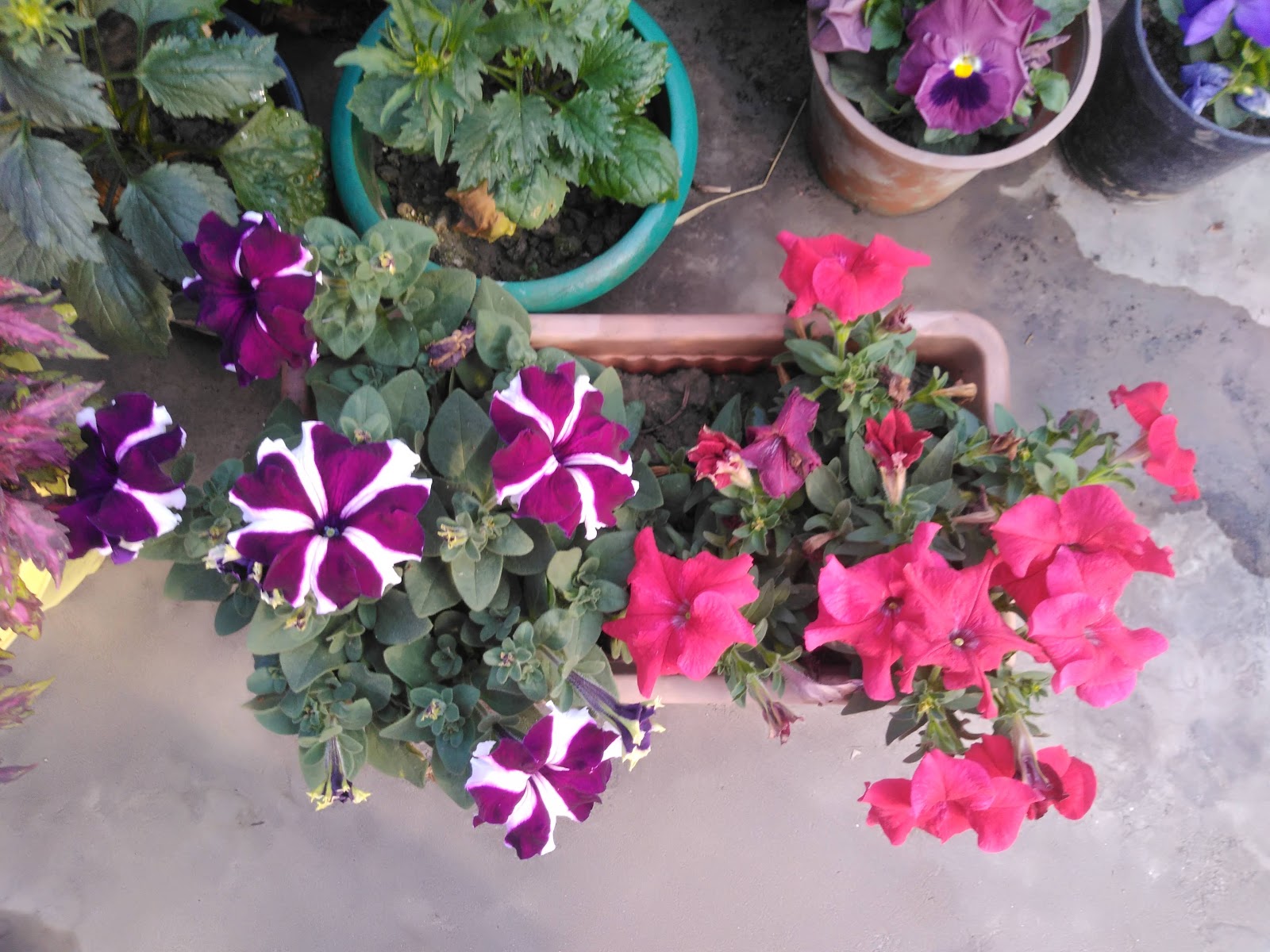 Choosing the Best Plants for your Garden