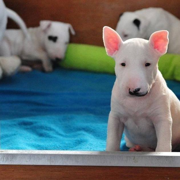Dogslove: Bull Terrier – Health & Grooming