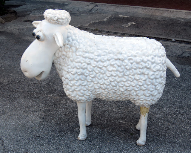 Sheep on the road, Via Giovan Battista Saglietto, Livorno
