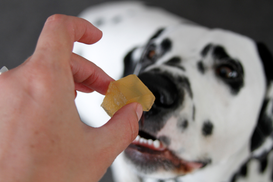 Dalmatian DIY Our GoTo DIY Dog Treat Recipes Healthy Gelatin Gummies