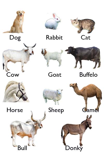 Domestic Animals With Name: Domestic Animals