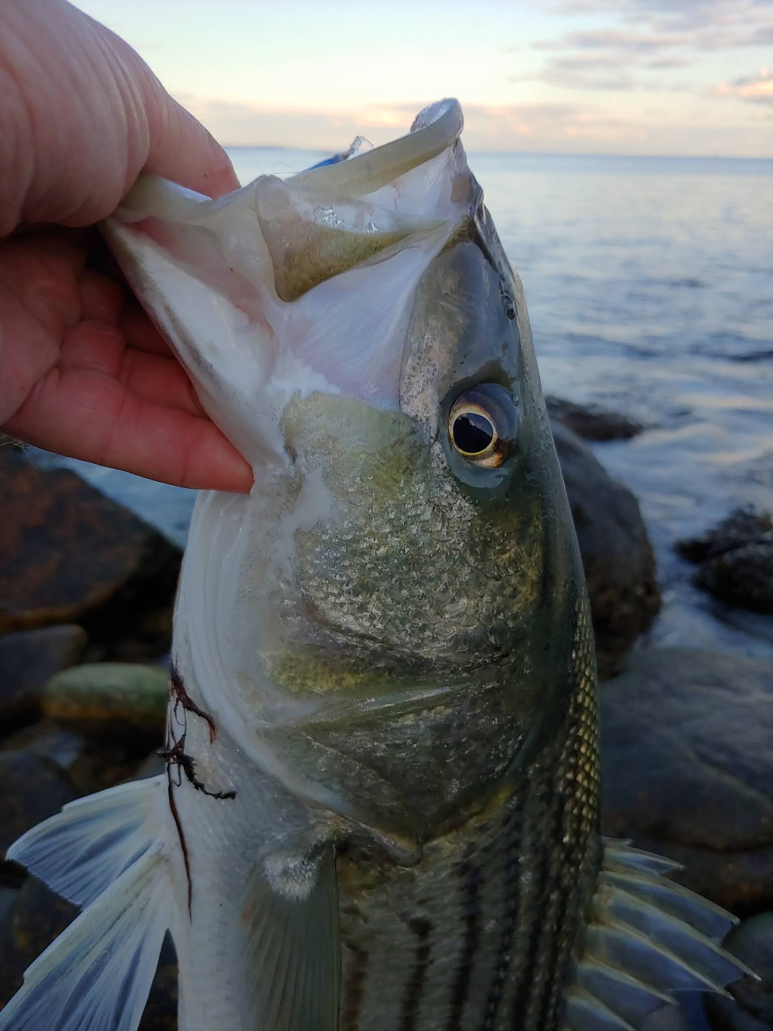 Rhode Island Striped Bass: Photo of the Day.Keeper at Sunset