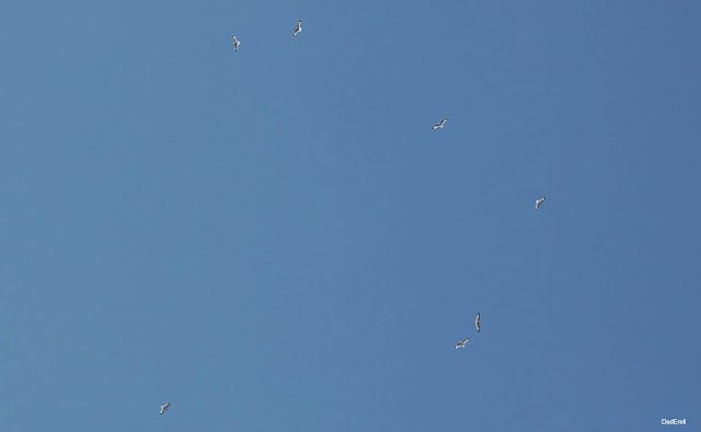 Sept oiseaux dans le ciel de Californie