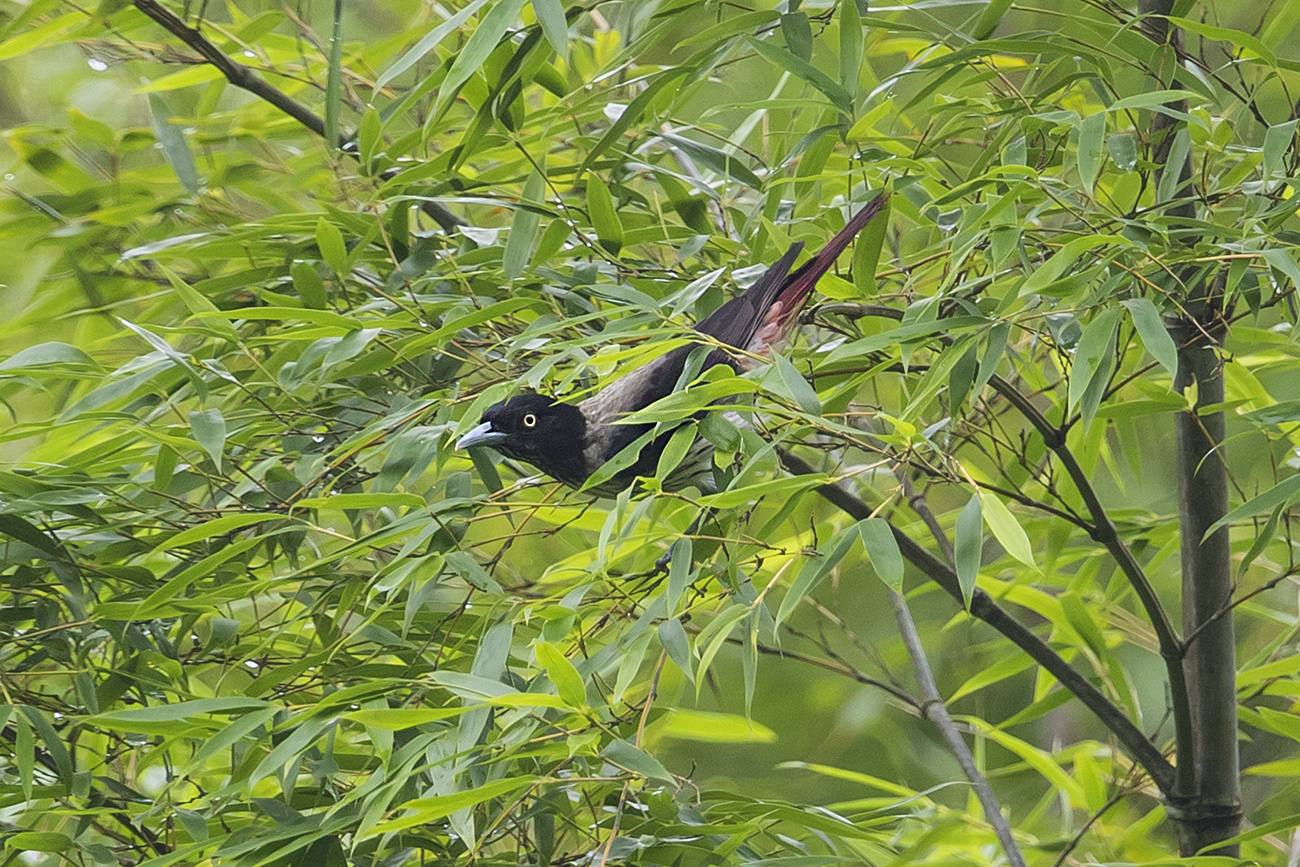 As The Crow Flies - a Hong Kong Birding Blog: Quest for Silver Oriole