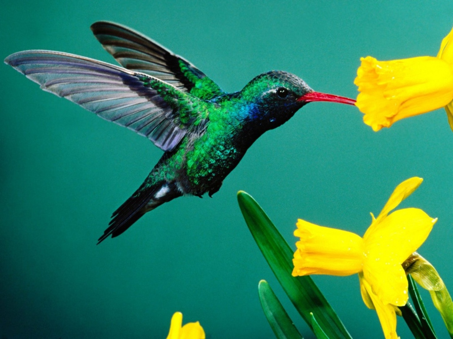 purpura ANATOMÍA DEL COLIBRÍ (NELSON)