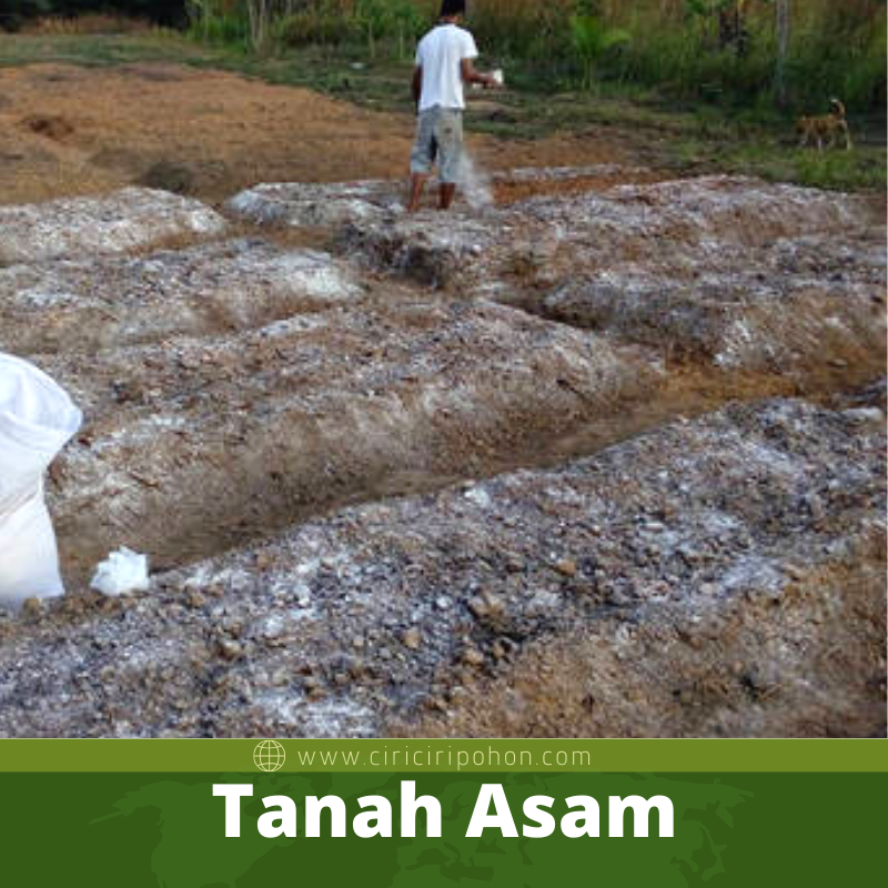 Tanah Asam