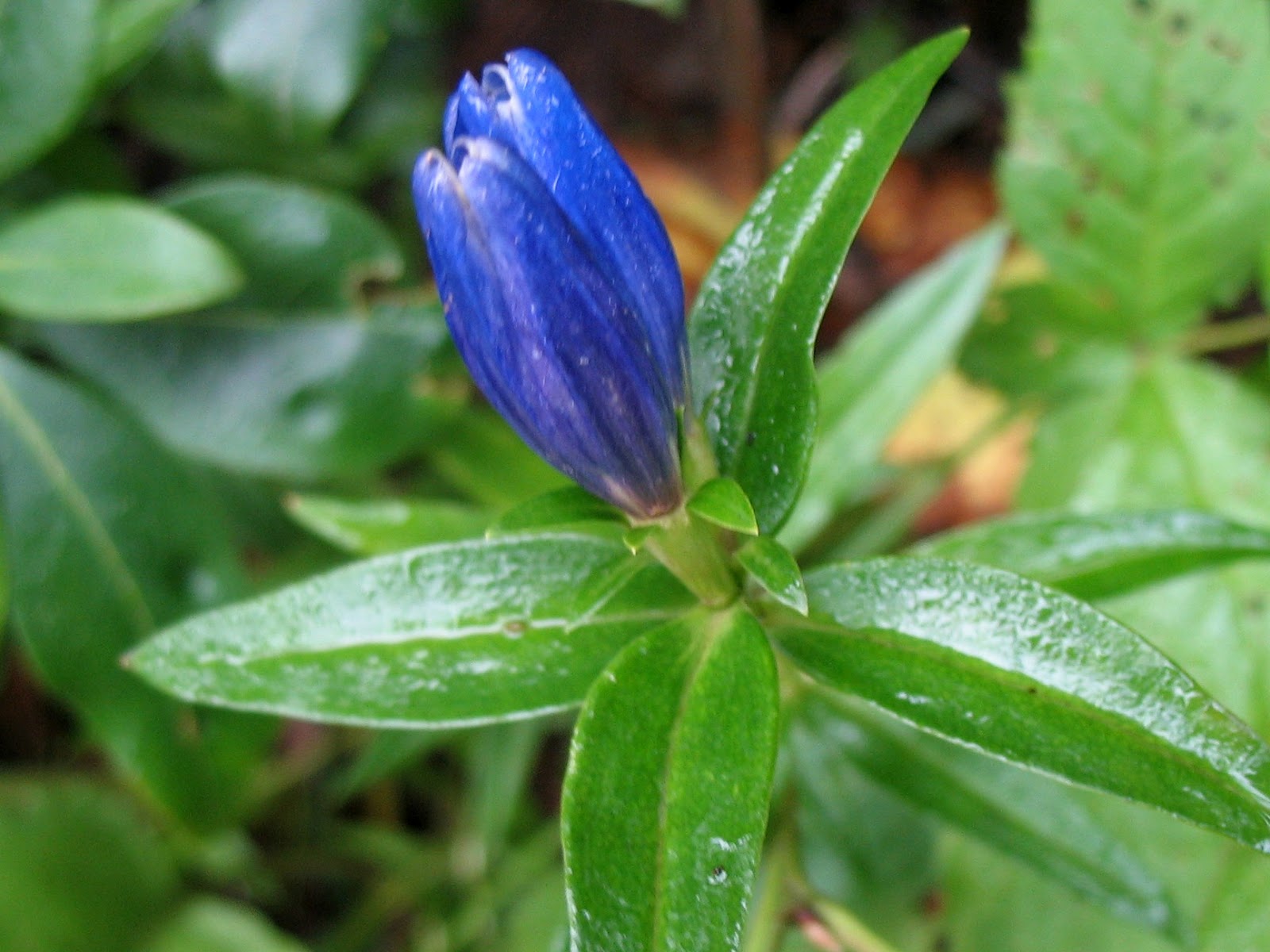 Using Native Plants Gentian Found