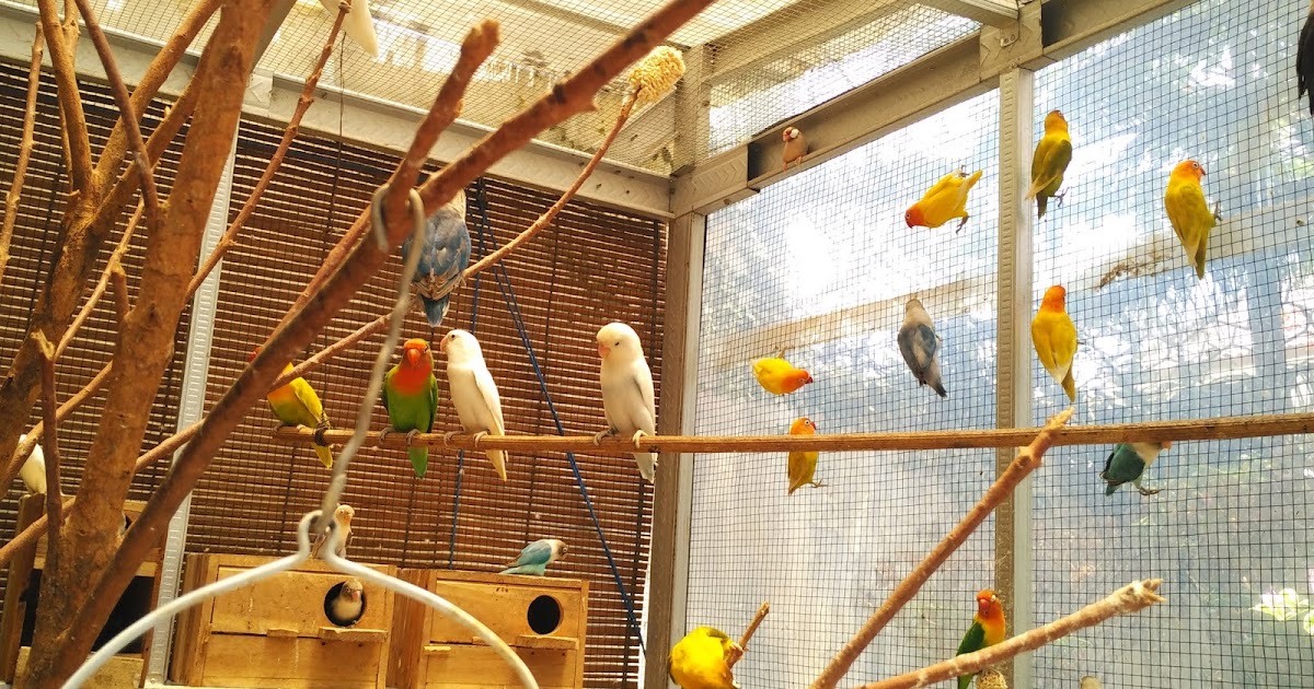Jual Beli Burung Love Bird Malang Raya Lovebirds Lover
