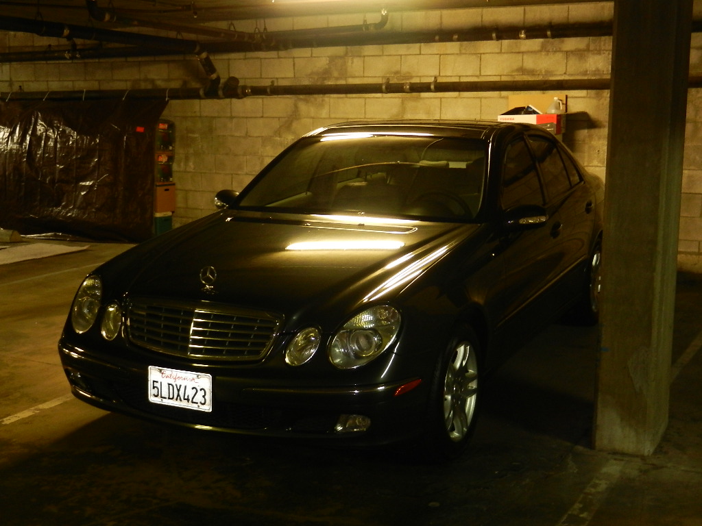 cheap finches for sale