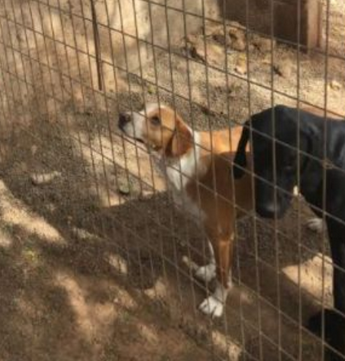 dog shelter, sanctuary, tenerife, volunteer programs