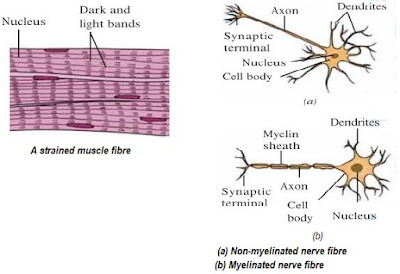 cardiac muscle tissue labeled diagram