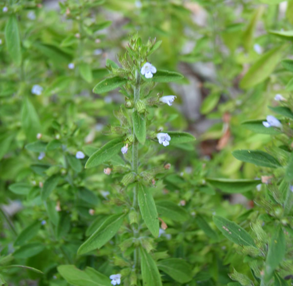 American Pennyroyal