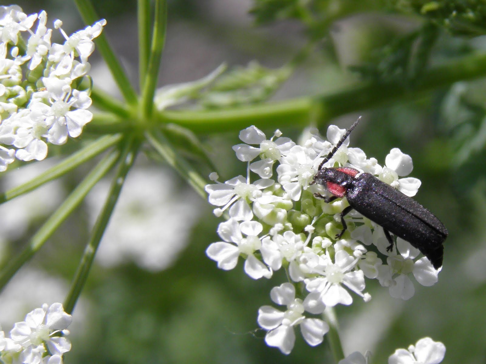Arizona: Beetles, Bugs, Birds and more: Firefly without a flash ...